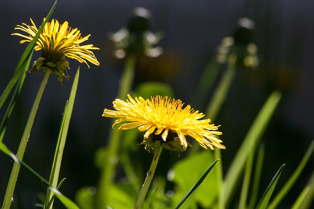 Why are Issues and Problems like Dandelions?